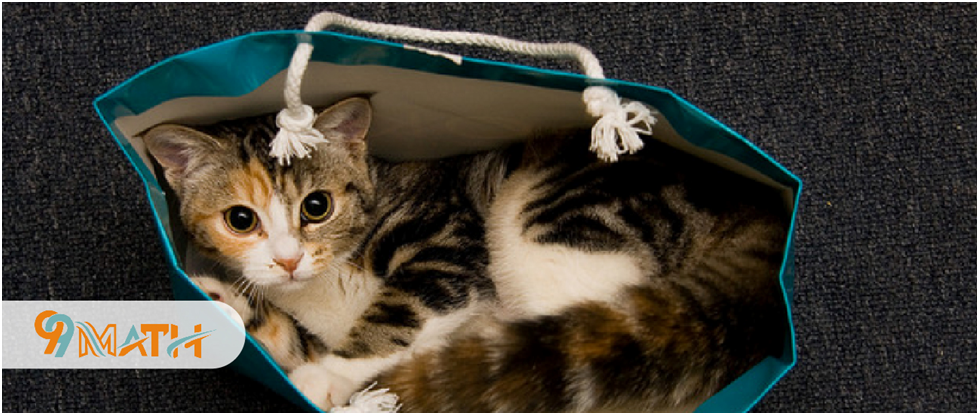 Creative Play Ideas for Your Cat