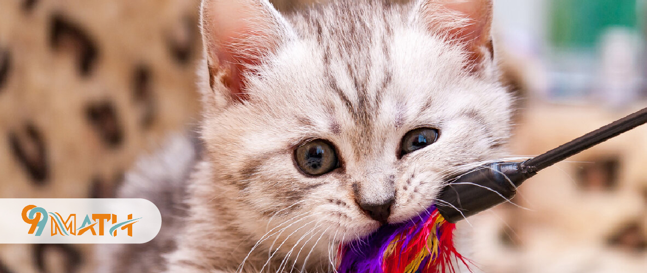 Engage Your Cat with a Kitty KONG or Egg Carton Puzzle