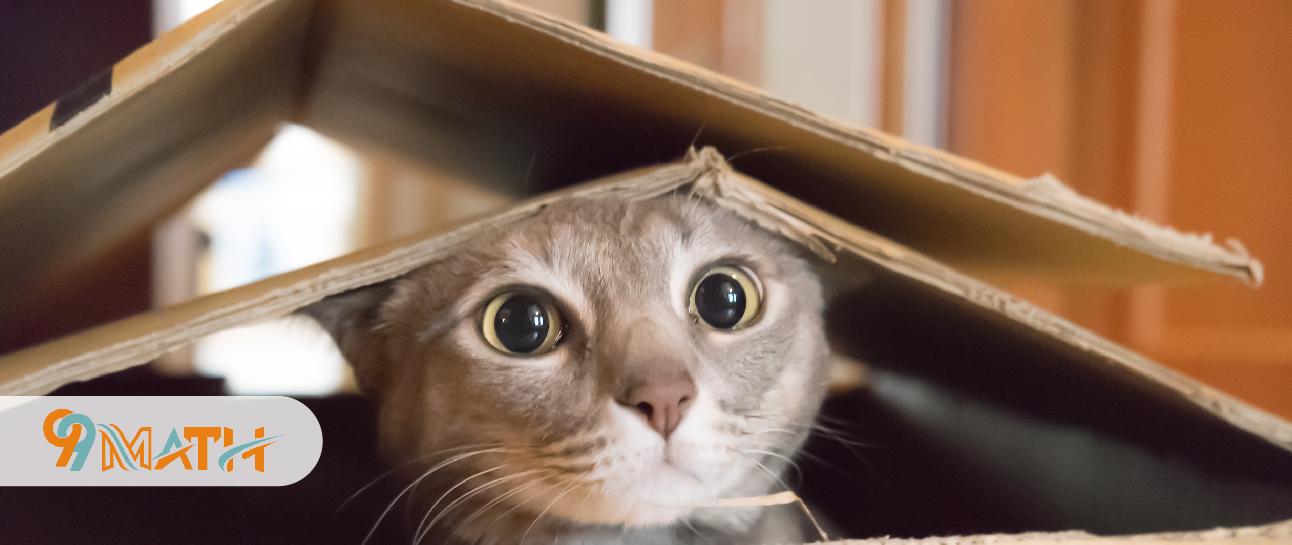 Scatter Boxes around the Room to Entertain Your Cat