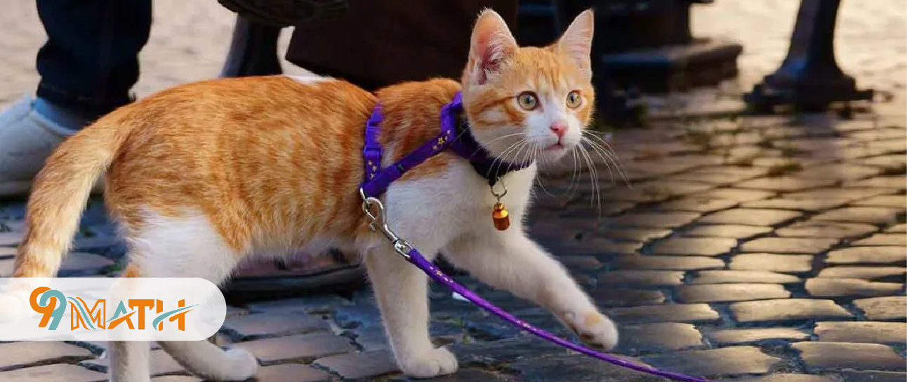 Take Your Cat for a Walk