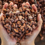 cacao