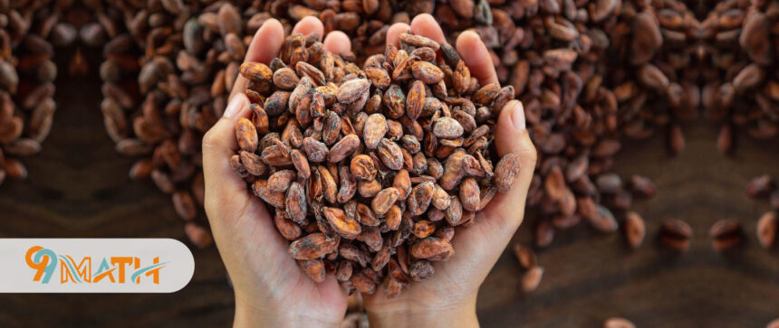 cacao